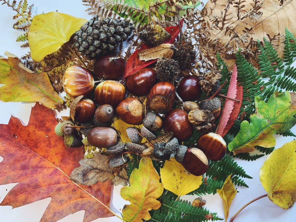 Why are acorns and conkers dangerous to our&nbsp;pets?