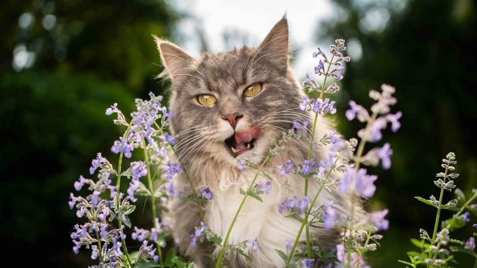 What is Catnip?