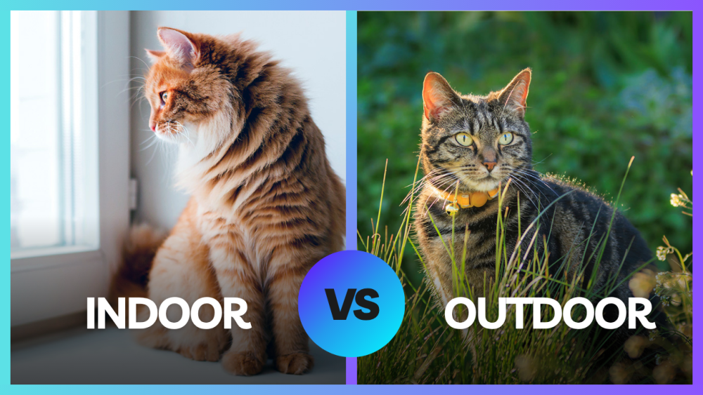 Indoor vs Outdoor Cats
