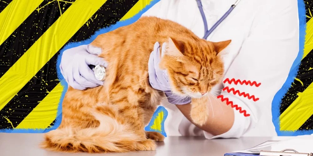 Common Toxins and Poisons for Cats