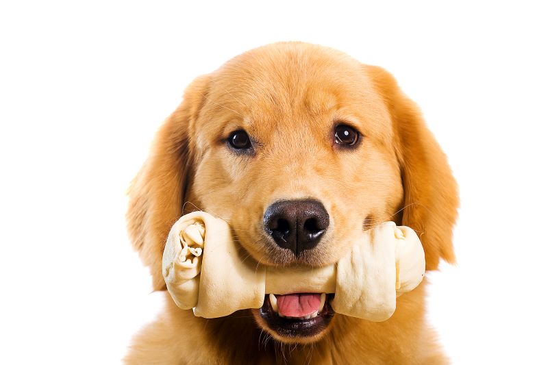Stop Feeding Your Dog Rawhide-Based&nbsp;Treats