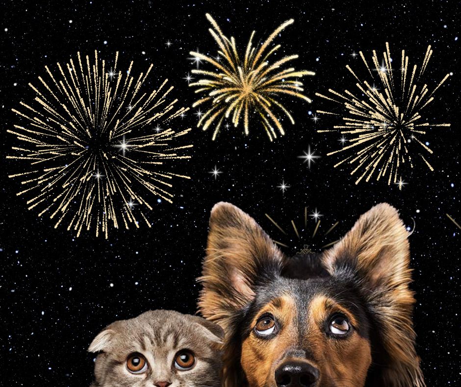 How to calm your dogs from&nbsp;fireworks